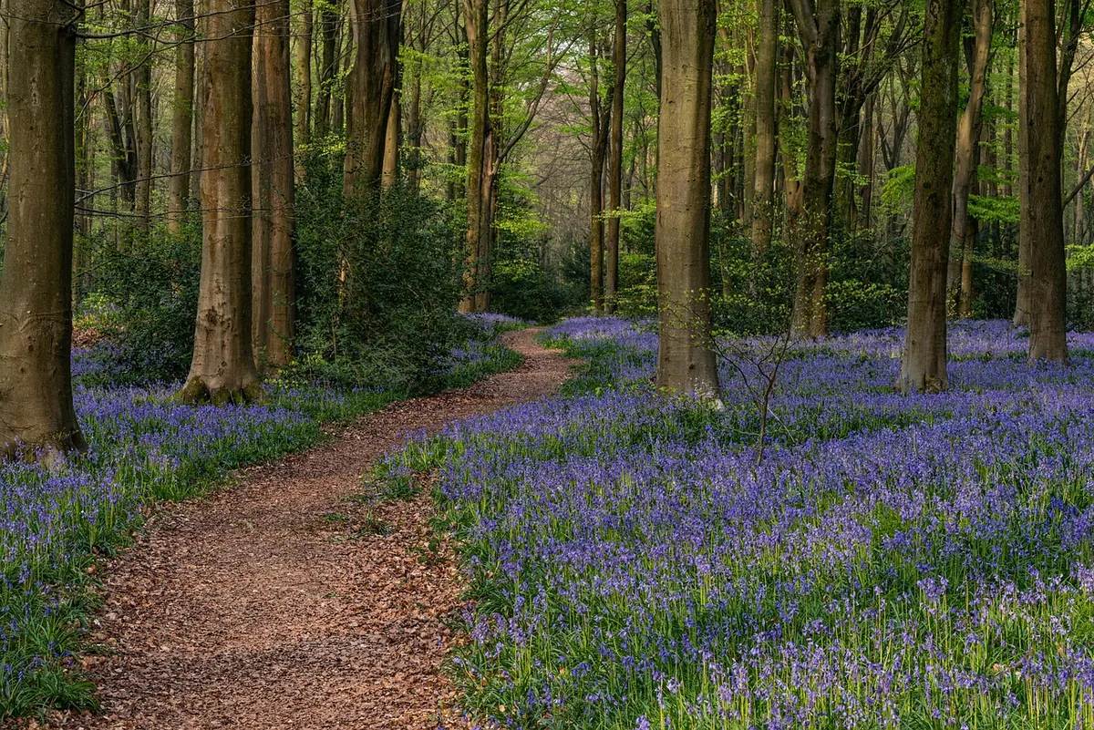 Seasonal Guide: Where to See Bluebells in the UK in May